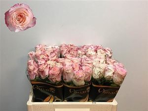 ROSE VERY CUTE KENIA 50